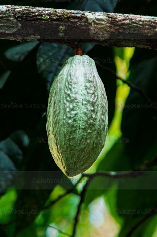 Cacao