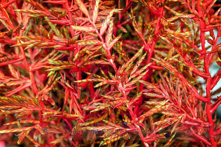Plantas decorativas de navidad