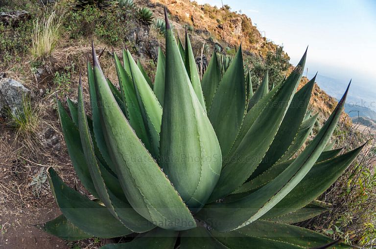 Agave Samalana