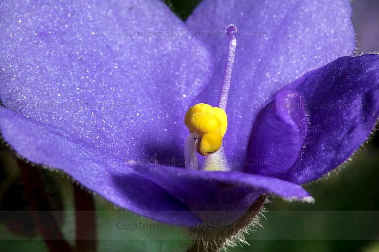 Violeta