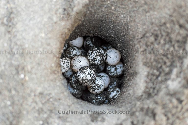 Siembra de huevos de tortuga parlama