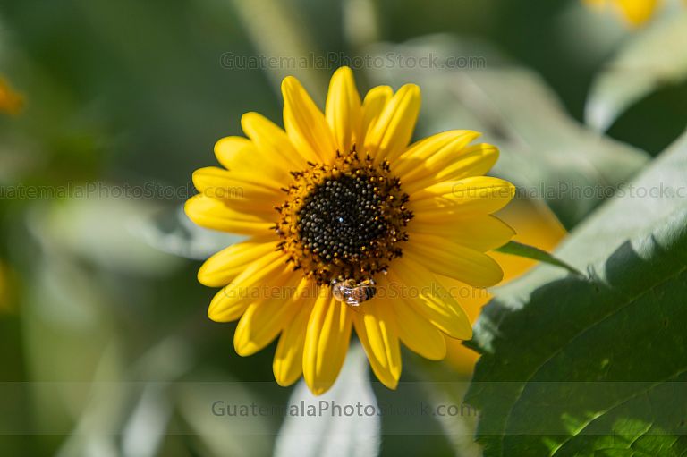 Girasol