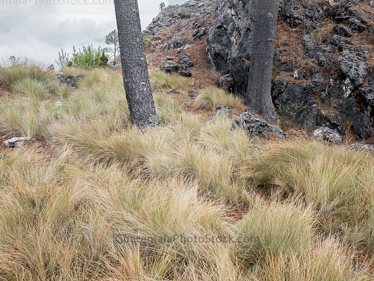 Vegetación en la Cumbre de los Cuchumatanes
