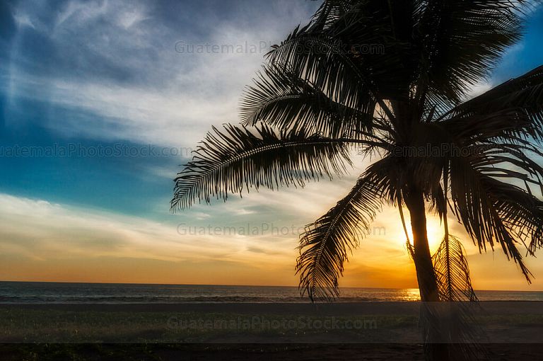 Silueta de palmera al atardecer