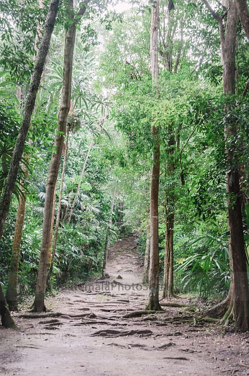 Sendero Parque Nacional Tikal