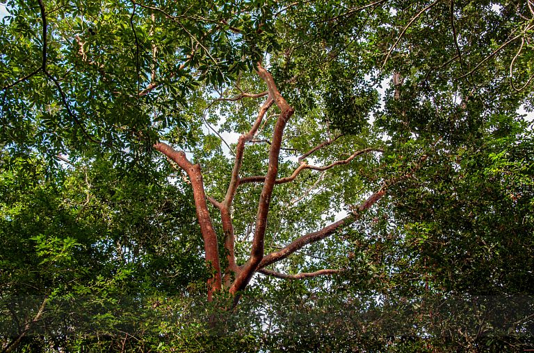 Árboles de la Biosfera Maya