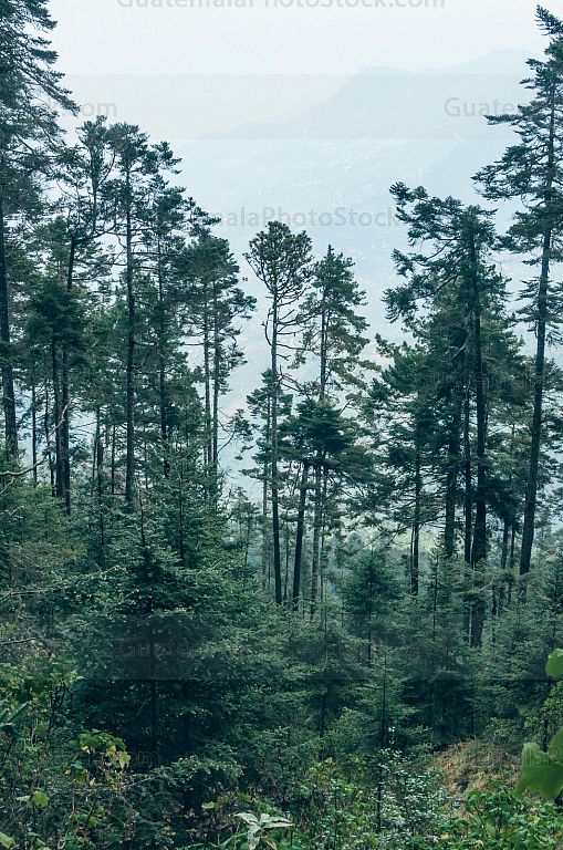 Bosque de Pinabete