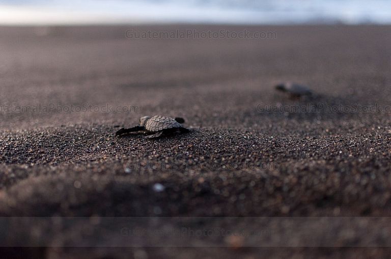 Tortugas parlamas camino al mar