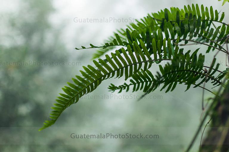Cola de quetzal silvestre