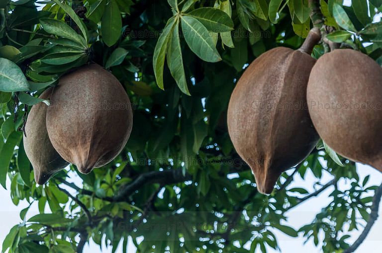 Frutos tropicales