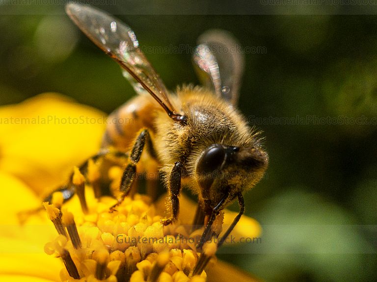 Macro de insectos