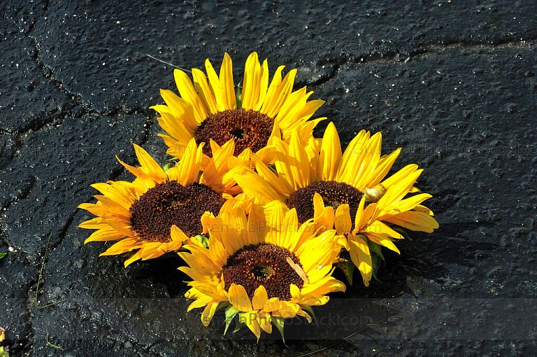 Alfombra de flores