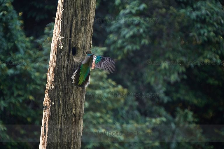 Quetzal entrado al nido