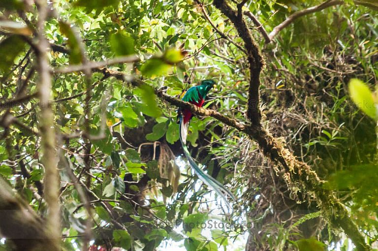 Quetzal