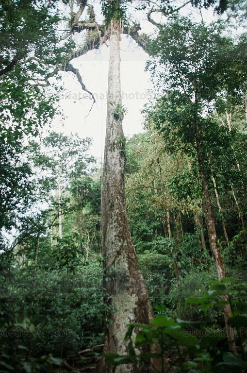 Ceiba