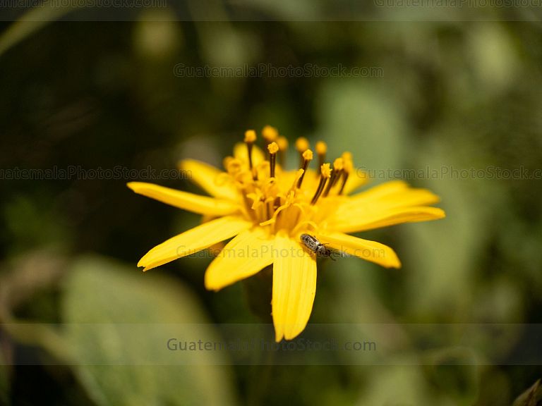 Macro naturaleza