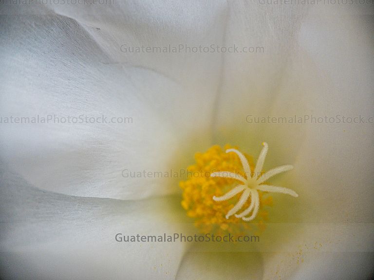 Macro flores