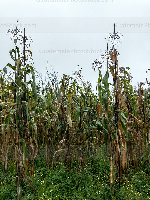 Milpa