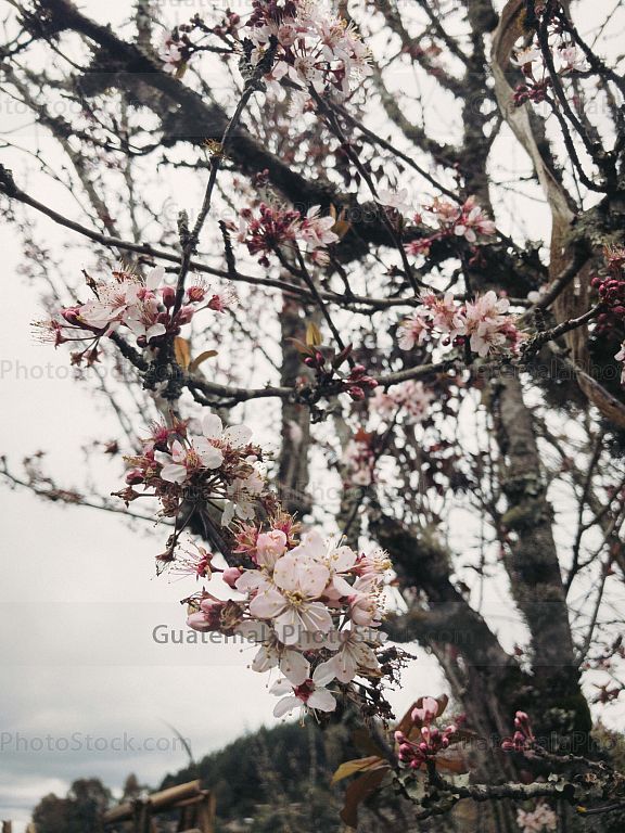 Flor de Cerezo