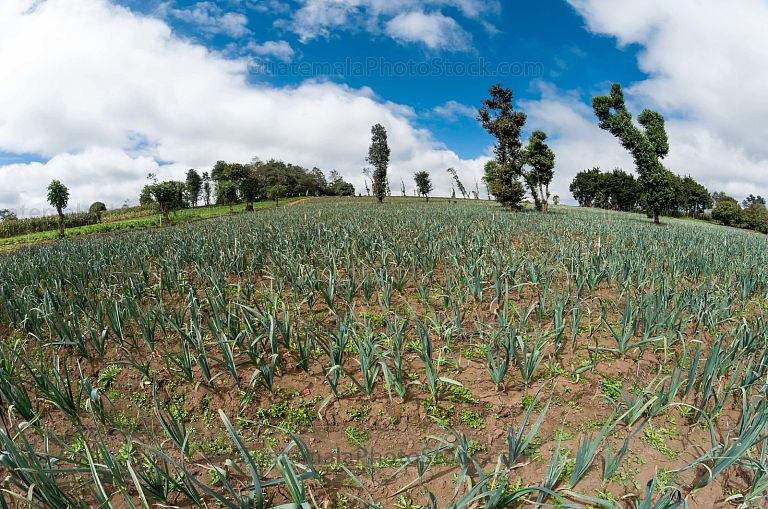 Campo agricola