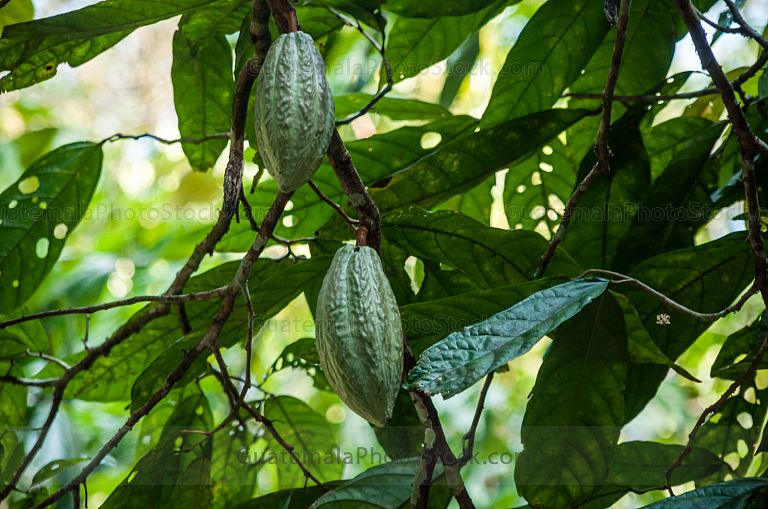 Cacao