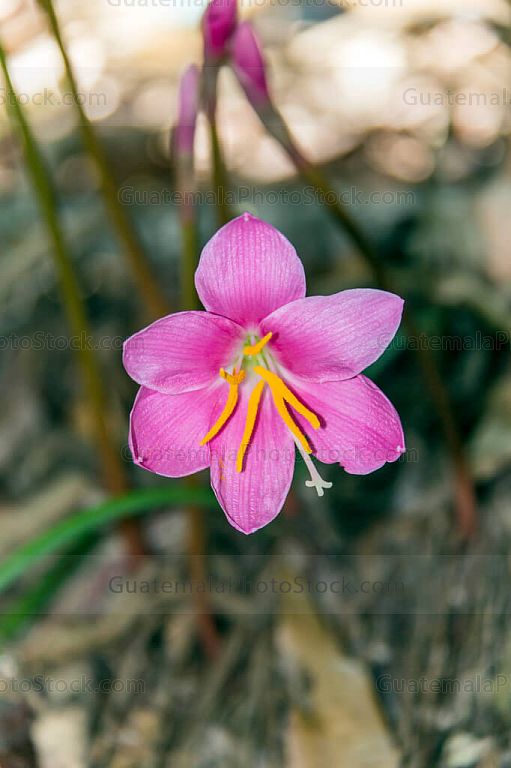 Orquídea Silvestre
