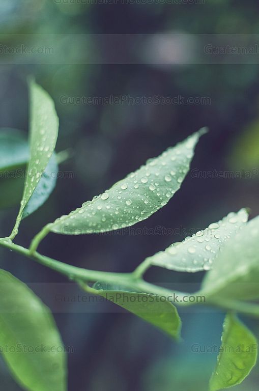 Hojas bajo la lluvia