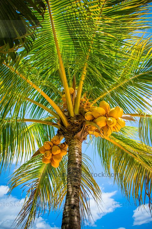 Cocos