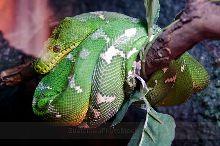 Serpiente