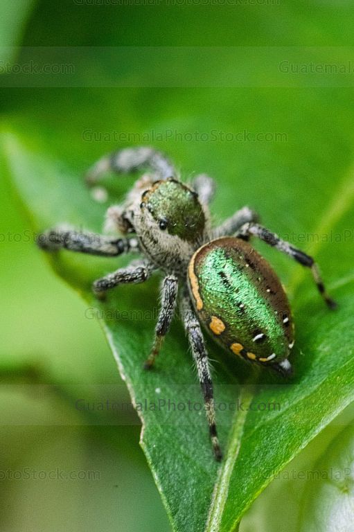 Araña saltarina