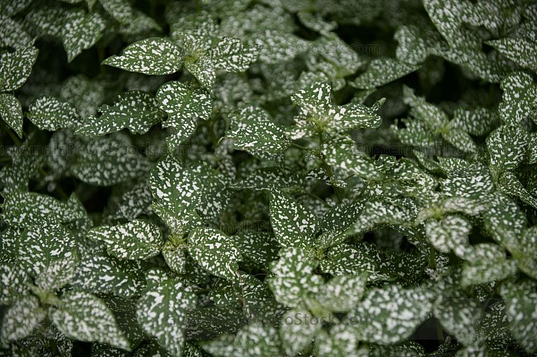 Planta de lunares o payasito (Hypoestes phyllostachya)