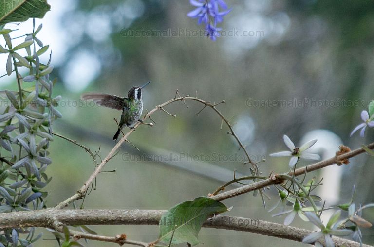 Colibrí