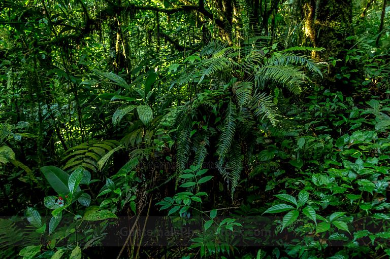 Selva tropical que rondea la Laguna de Maxbal