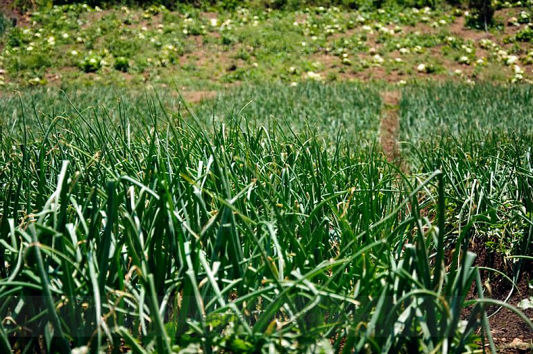 Cultivo de cebolla
