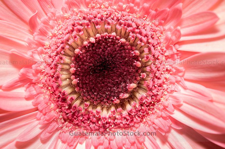 Gerbera rosa