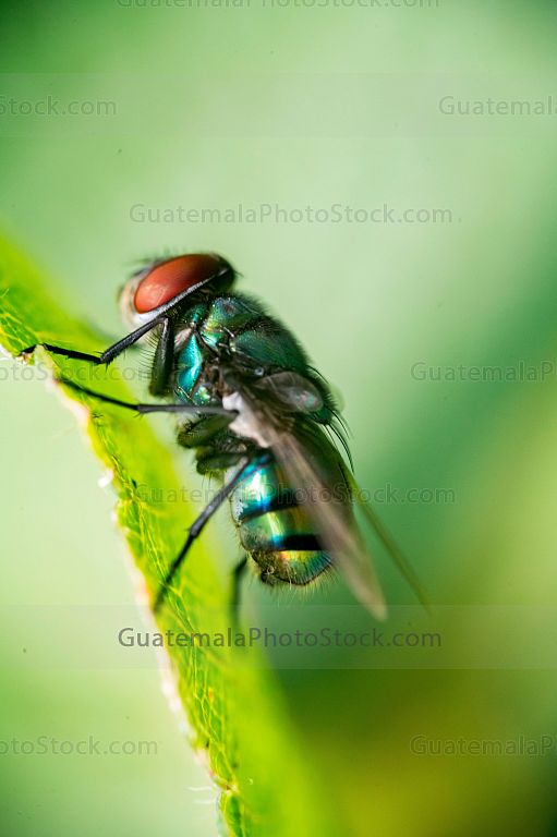 Mosca