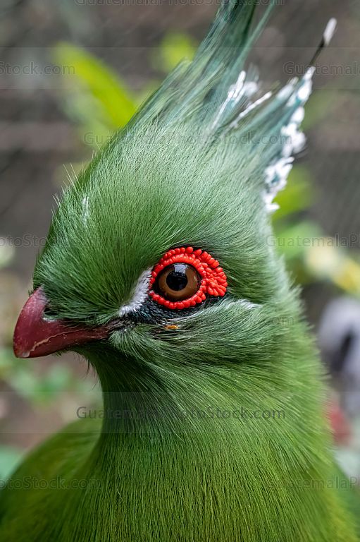 Turaco esmeralda con penacho en la selva tropical