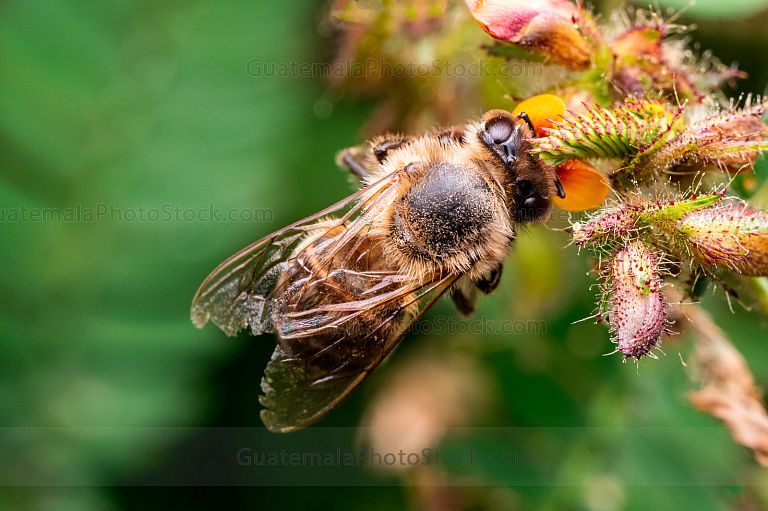 Abeja