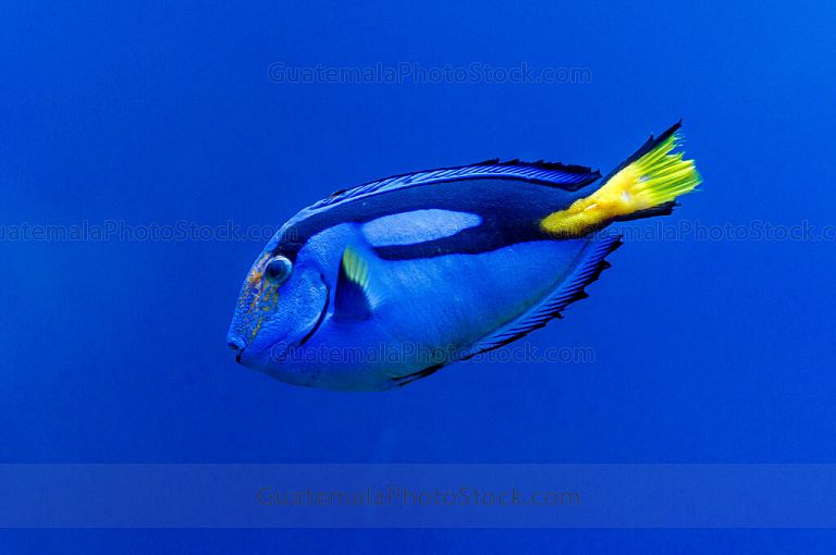 Pez cirujano azul