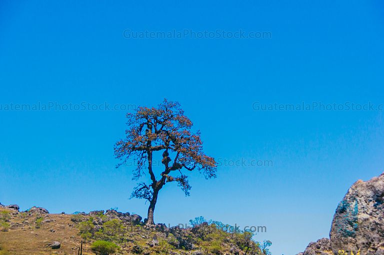 Naturaleza guatemalteca