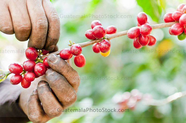 Corte de cerezas de café