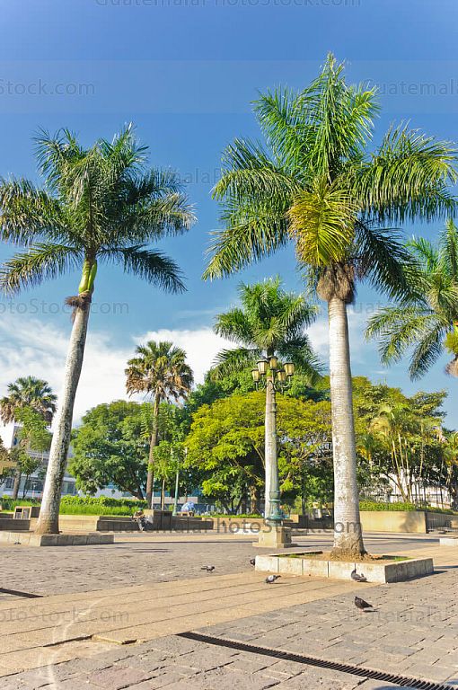 Palmeras del Parque Centenario