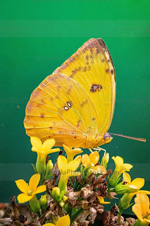 Mariposa azufre naranja (Phoebis argante)
