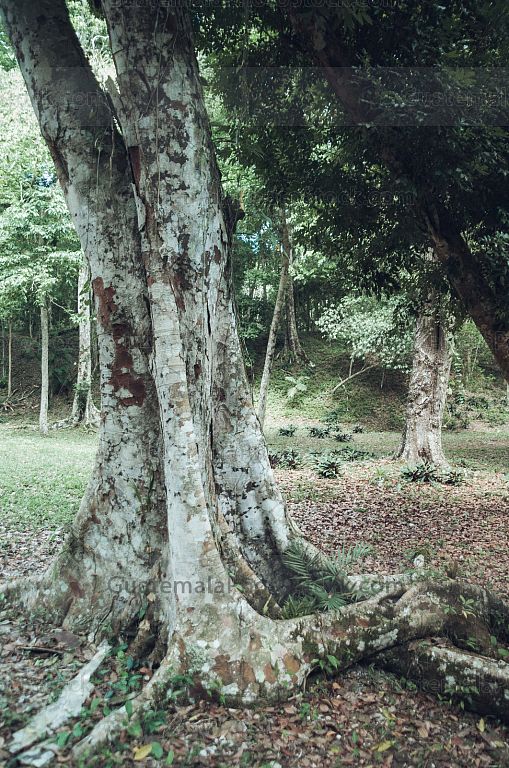 Calzadas y senderos de Yaxhá