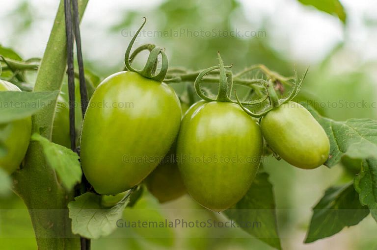 Tomates verdes
