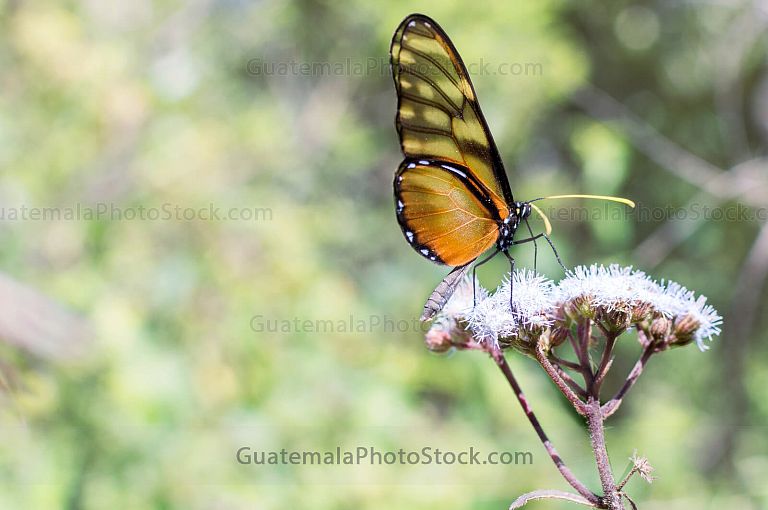 Mariposa