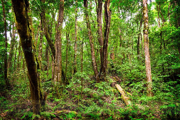 Bosque Nuboso