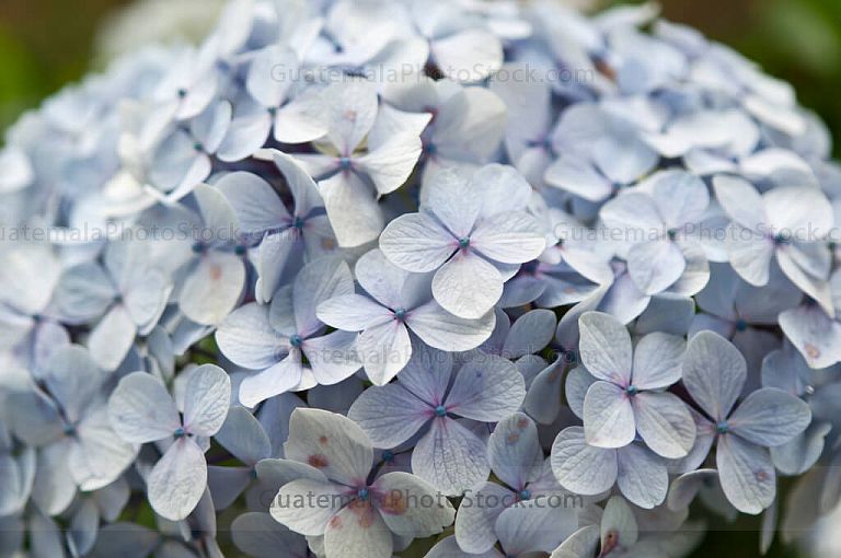 Hortensias