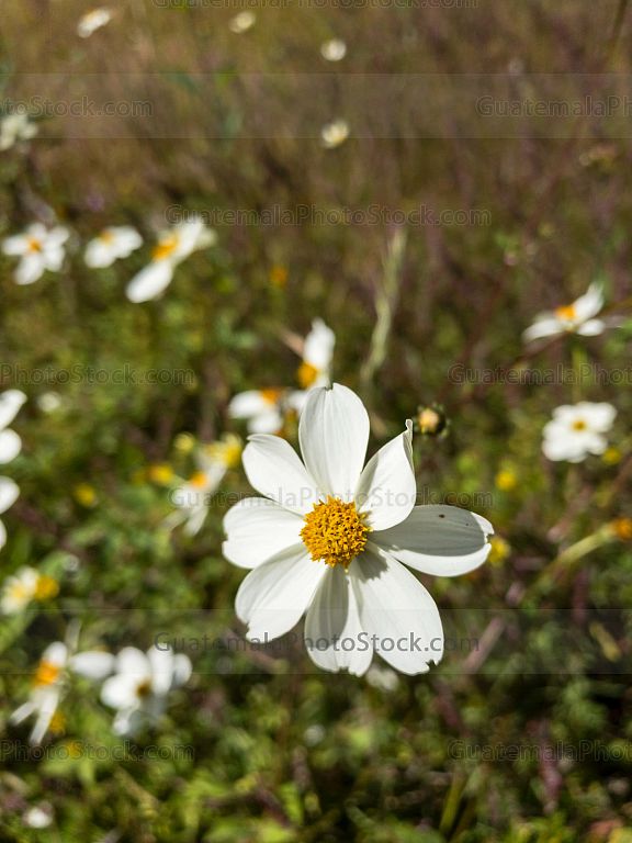 Flor de campo