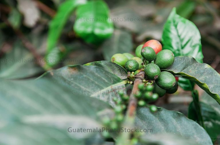 Café en grano